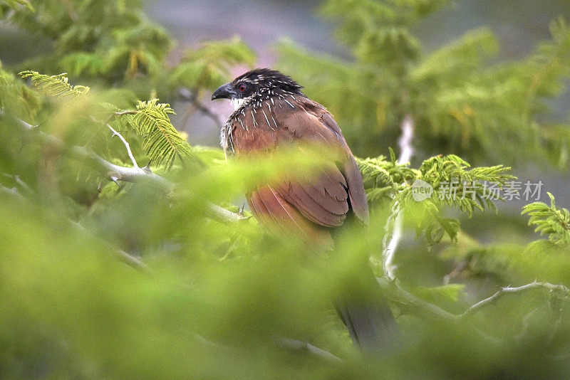 White-browed Coucal